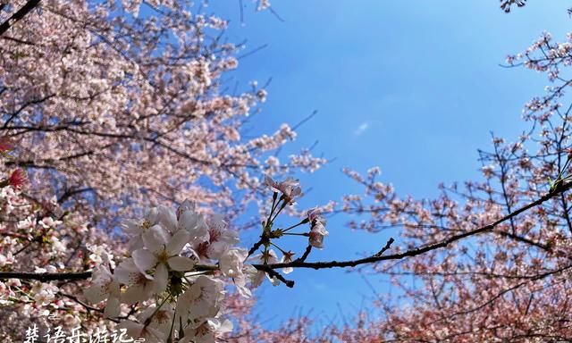 贵州这里有万亩网红樱花园，70万株樱花汇成粉色海洋，美轮美奂