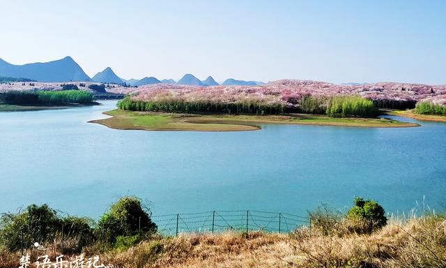 贵州这里有万亩网红樱花园，70万株樱花汇成粉色海洋，美轮美奂