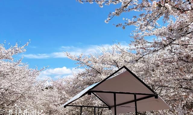 贵州这里有万亩网红樱花园，70万株樱花汇成粉色海洋，美轮美奂