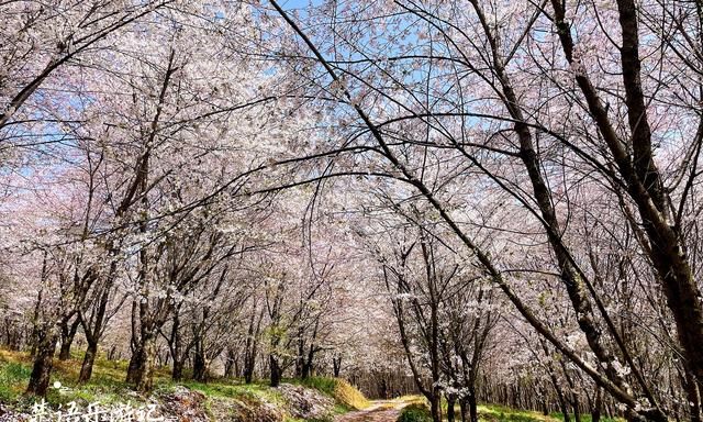 贵州这里有万亩网红樱花园，70万株樱花汇成粉色海洋，美轮美奂