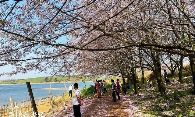 贵州这里有万亩网红樱花园，70万株樱花汇成粉色海洋，美轮美奂