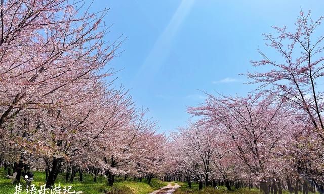 贵州这里有万亩网红樱花园，70万株樱花汇成粉色海洋，美轮美奂