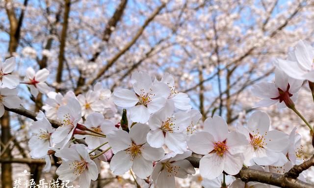 贵州这里有万亩网红樱花园，70万株樱花汇成粉色海洋，美轮美奂