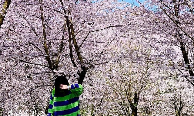 贵州这里有万亩网红樱花园，70万株樱花汇成粉色海洋，美轮美奂