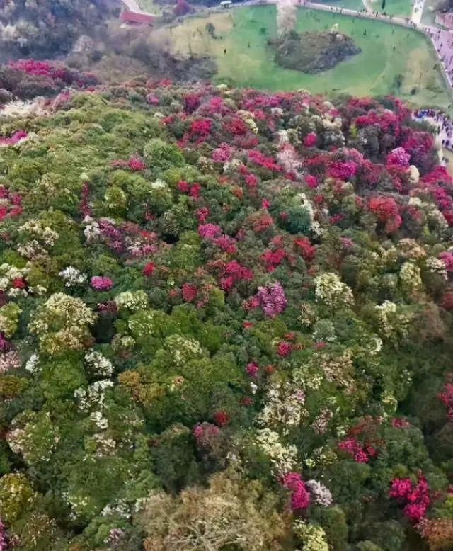 百里杜鹃：世界最大的天然花海，贵州春季最不可错过的壮丽景观