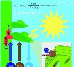 植物光合作用与光照强度之间的关系图1