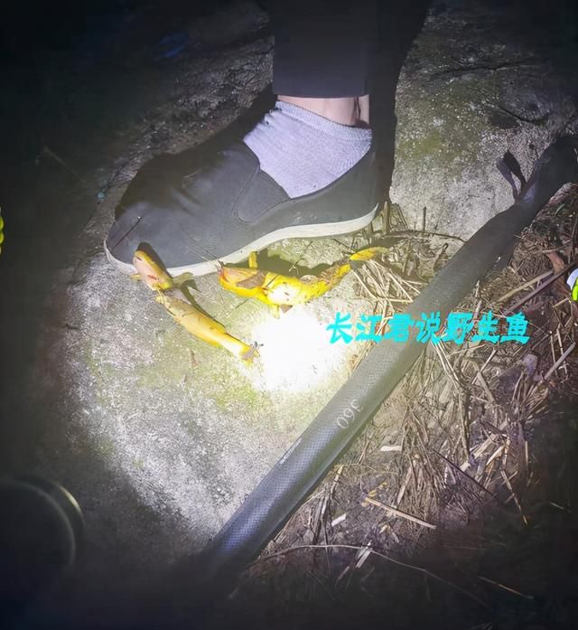 闽江还有这鱼？涨水后福建钓鱼人钓起许多牛尾巴，老乡：一百一斤