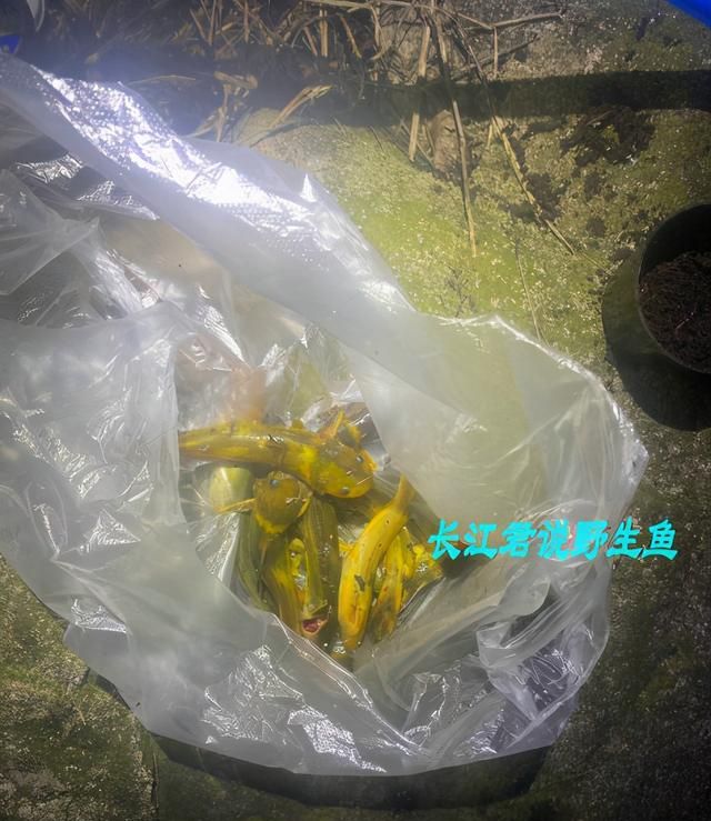 闽江还有这鱼？涨水后福建钓鱼人钓起许多牛尾巴，老乡：一百一斤