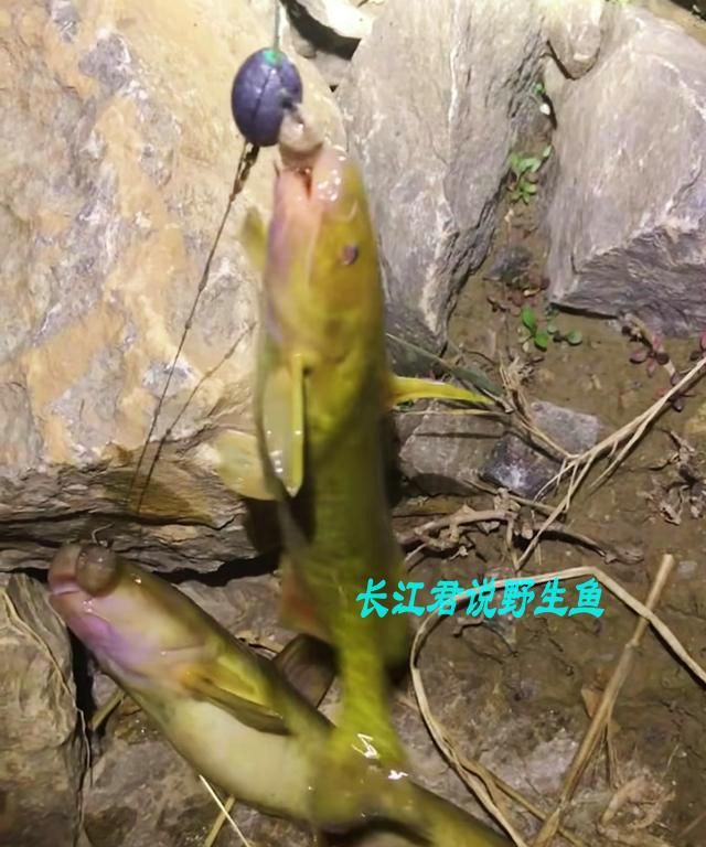 闽江还有这鱼？涨水后福建钓鱼人钓起许多牛尾巴，老乡：一百一斤