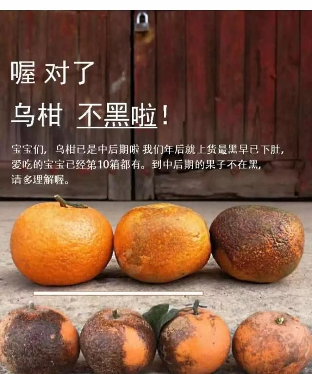 “乌柑”68元/件，这是新的柑橘品种？好种吗？怎么那么贵？