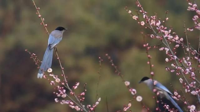 学习心得｜中华文化润泽心田