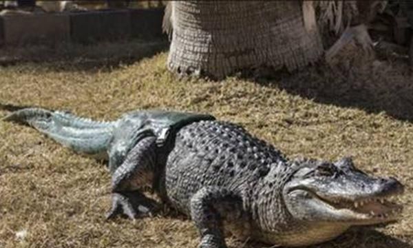 地球上10大体型最大的鳄鱼，咸水鳄和尼罗鳄领衔，美洲鳄也上榜