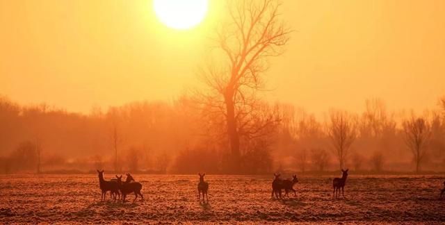 觊觎、氤氲、圭臬：80个认识却读不对的字词，你能读对多少？