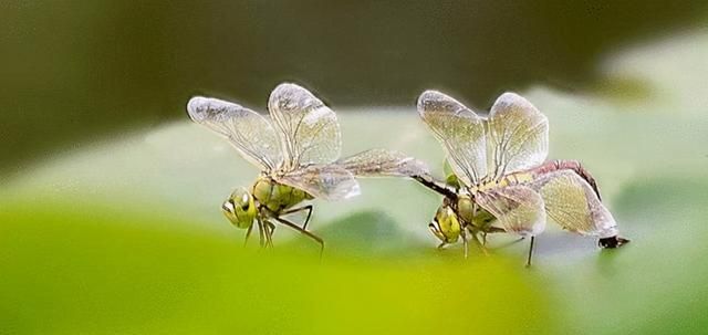 昆虫——大自然中最会飞行的生物，它们有比鸟类更先进的翅膀