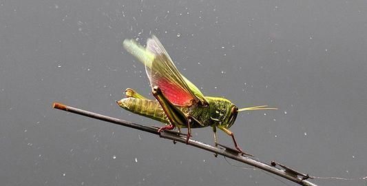 昆虫——大自然中最会飞行的生物，它们有比鸟类更先进的翅膀