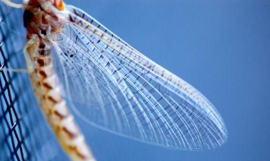 昆虫——大自然中最会飞行的生物，它们有比鸟类更先进的翅膀