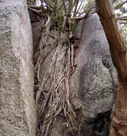 南方一年气温都在零度以上的地方，山体表层岩石风化的原因是什么图5