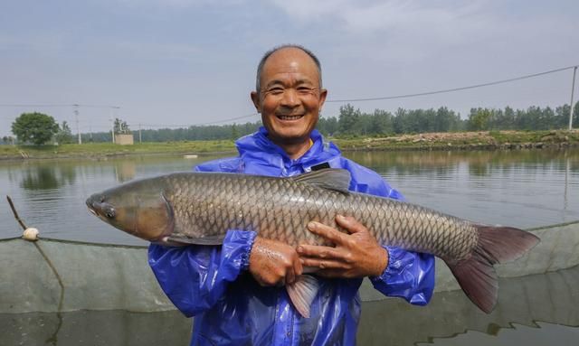 四大家鱼中的青鱼明明是食肉动物，为什么渔民将它称为“秀才青鱼”图5