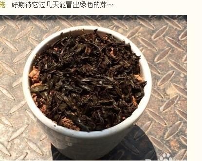 火龙果种子发芽了能吃吗
，火龙果的种子能长出植株来吗视频图10