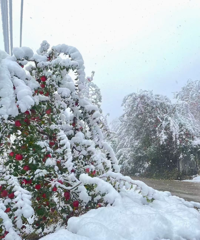 雪天后，养花要防止结冰，不然花都变成“冰溜子”