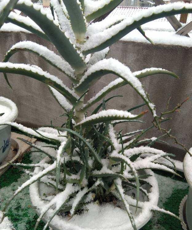 雪天后，养花要防止结冰，不然花都变成“冰溜子”