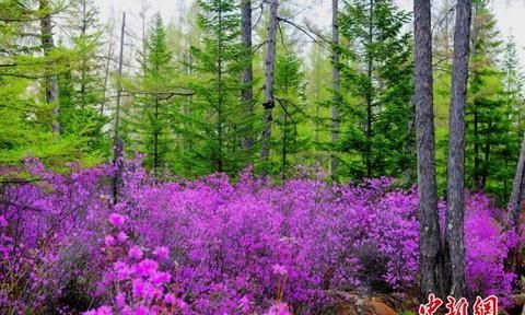 四季美景、地道美食 人这一辈子，一定要去一趟伊春