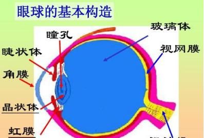 眼球的成分图2