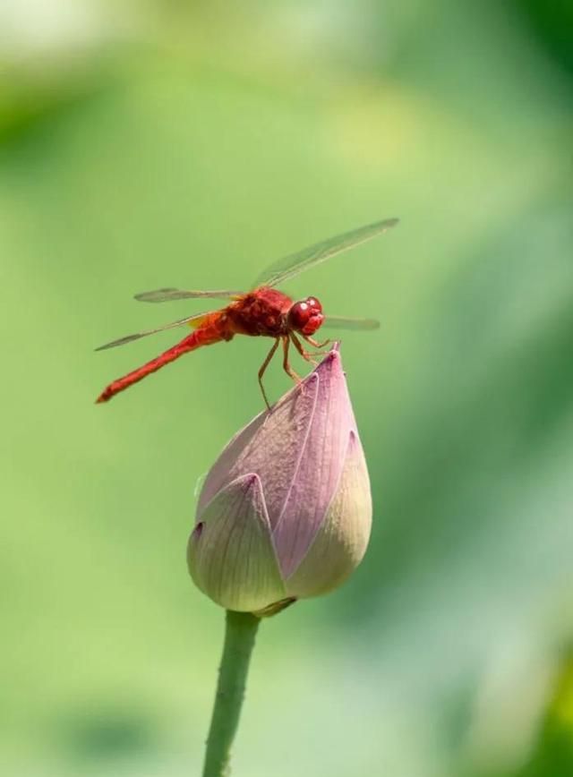 蜻蜓频频在水面上点水它是在练武吗？