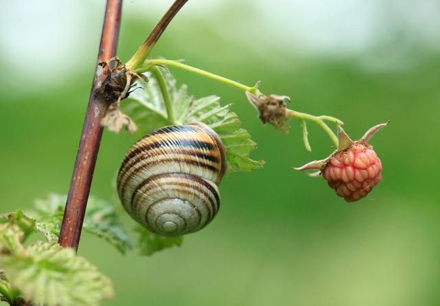 夏天蜗牛都去哪了？为什么很少见到蜗牛