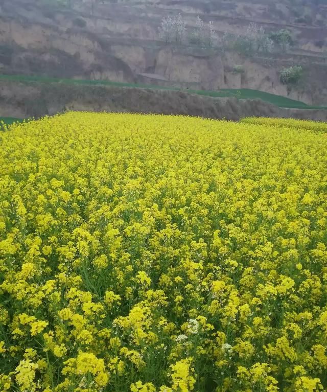 菠菜种植时间和方法油菜种多深图3