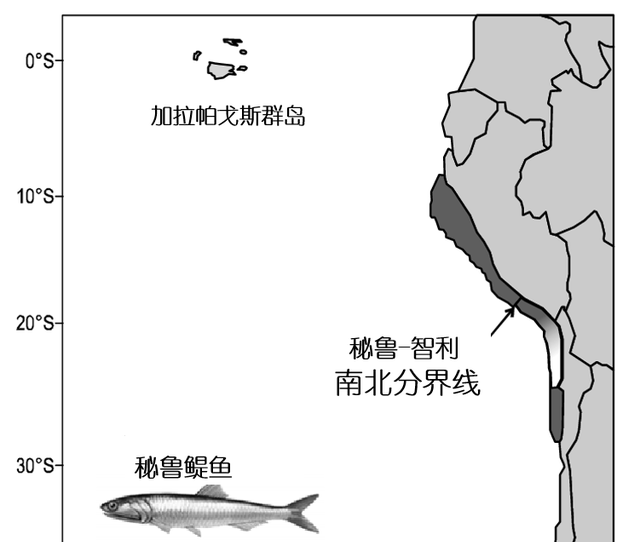 秘鲁鳀鱼：“鱼粉大王”与中国市场的“博弈”