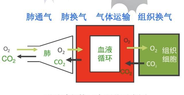 氧气在肺部溶解入血以后是如何进入组织细胞的图1