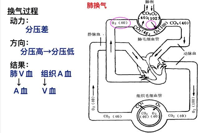 氧气在肺部溶解入血以后是如何进入组织细胞的图4