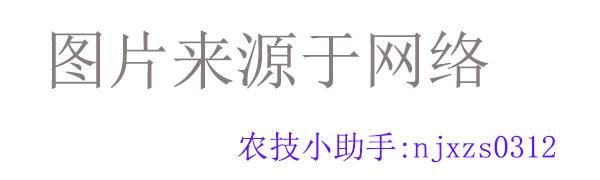 一、常见农业昆虫——地下害虫（地老虎）