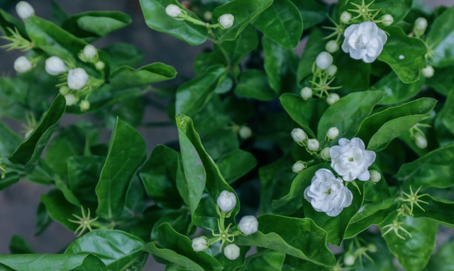 桃花、樱花、茉莉花、洛神花……这些舌尖上的花你吃过吗？