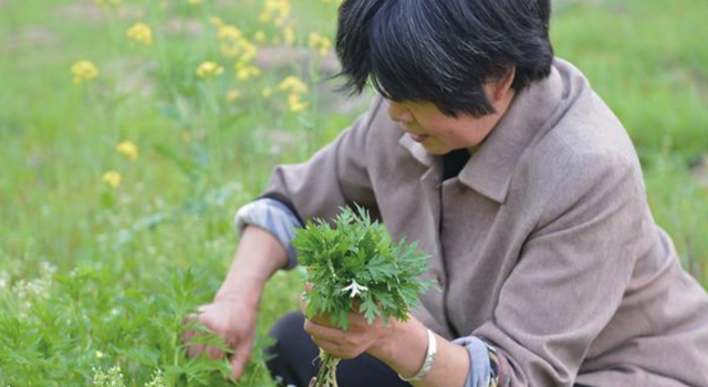 有趣的小知识：艾草的由来