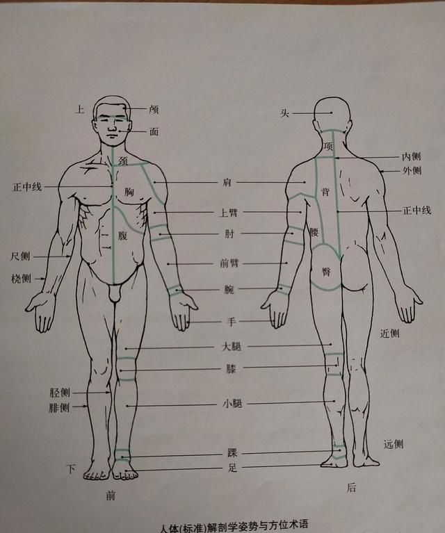 康复科普：人体运动系统怎么组成的