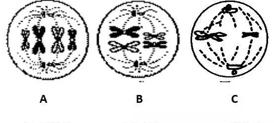 高中生物遗传与进化知识点归纳整理，暑假预习/复习必备