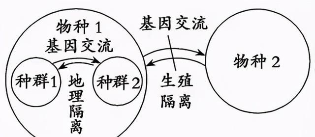 现代生物进化理论的主要内容 高中生物重点知识梳理