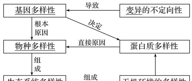 现代生物进化理论的主要内容 高中生物重点知识梳理