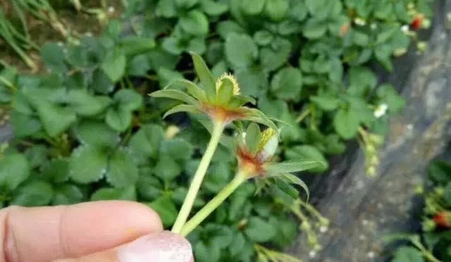 草莓种植最主要的病害,草莓种植什么病害最严重图1