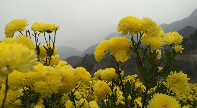 盘点全国高品质菊花茶，香气淡雅，入口回甘，初夏常喝清爽更提神