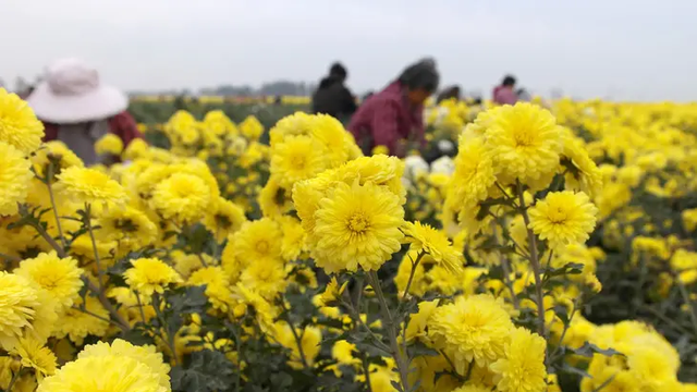 盘点全国高品质菊花茶，香气淡雅，入口回甘，初夏常喝清爽更提神