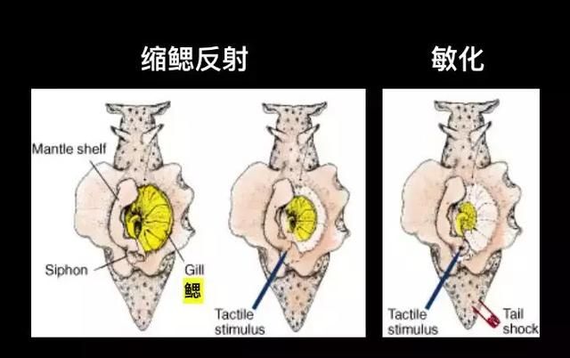 在直径0.00001米的神经元上，追踪一个念头的诞生