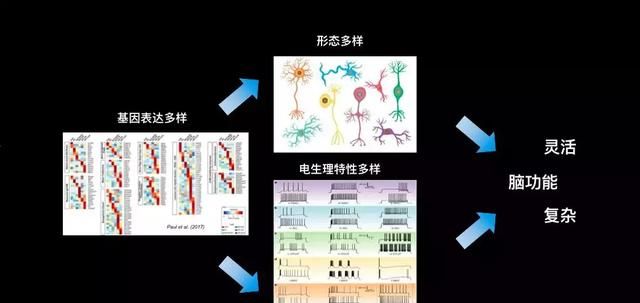 在直径0.00001米的神经元上，追踪一个念头的诞生