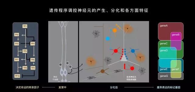 在直径0.00001米的神经元上，追踪一个念头的诞生