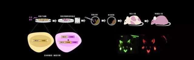 在直径0.00001米的神经元上，追踪一个念头的诞生