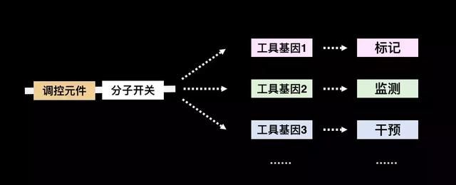 在直径0.00001米的神经元上，追踪一个念头的诞生