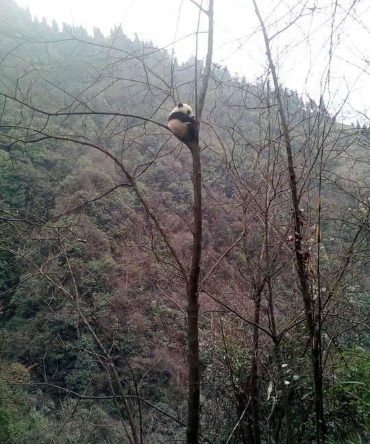 四川境内还要多少野生大熊猫,四川野生大熊猫在哪图3