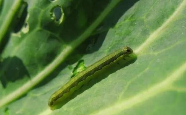 常见蔬菜虫害大全和防治技术